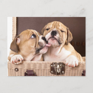 Cartão Postal Cartão-postal do Buldogue Inglês