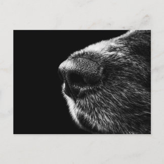 Cartão Postal Cartão-postal do Cachorro