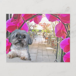 Cartão Postal Cartão-postal do Café Patio