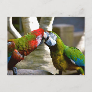 Cartão Postal Cartão-postal do Calendário do Macaw Parrots 201