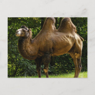 Cartão Postal Cartão-postal do Camelo Humped
