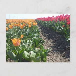 Cartão Postal Cartão-postal do Campo das Tulipas Laranja e Verme