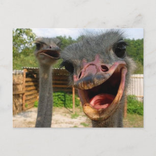 Cartão Postal Cartão-postal do Casal de Ostrich What's Up