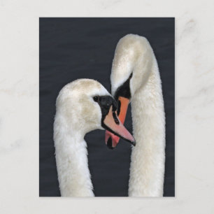 Cartão Postal Cartão-postal do Casal Swan