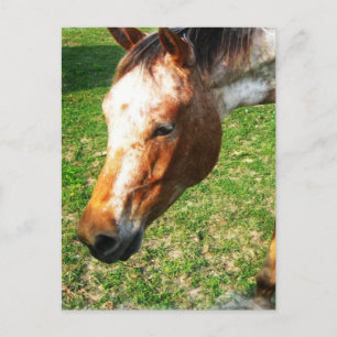 Cartão Postal Cartão-postal do Cavalo Appaloosa