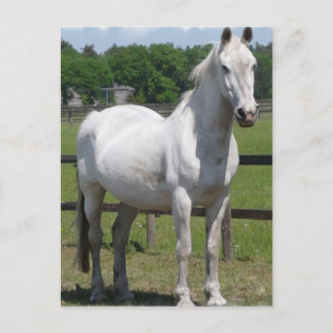 Cartão Postal Cartão-postal do Cavalo Árabe