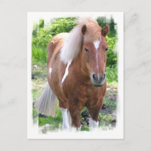 Cartão Postal Cartão-postal do Cavalo de Rascunho