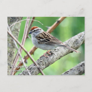 Cartão Postal Cartão-postal do chipset Sparrow