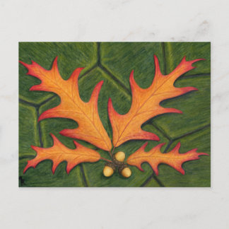 Cartão Postal Cartão-postal do cluster Oak Leaf