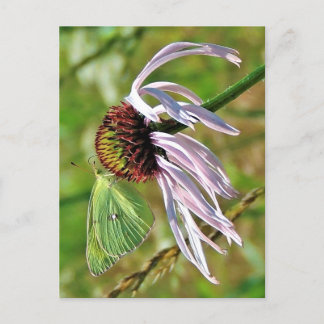 Cartão Postal Cartão-postal do Coneflower Pálido