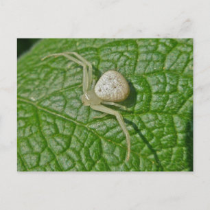 Cartão Postal Cartão-postal do Crab Spider