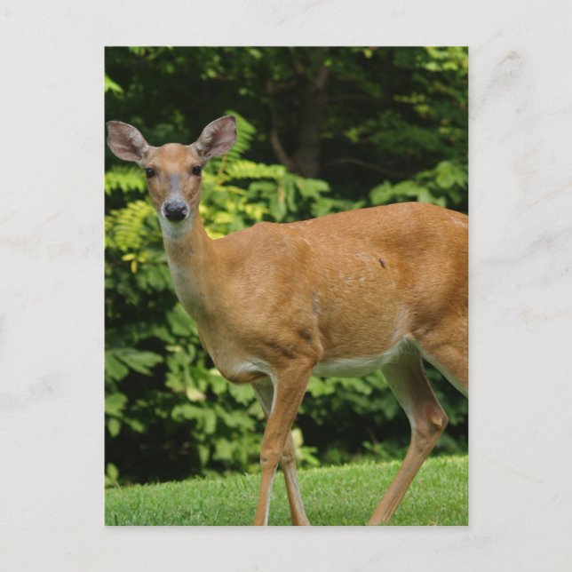 Cartão Postal Cartão-postal do Deer (Frente)