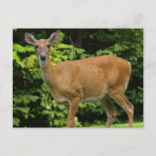 Cartão Postal Cartão-postal do Deer