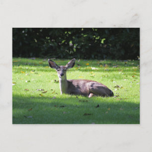 Cartão Postal Cartão-postal do Deer Resting