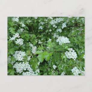 Cartão Postal Cartão-postal do Dia de maio feliz com Hawthorn B