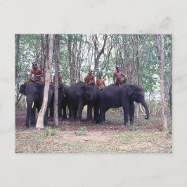 Cartão Postal Cartão-postal do Elefante Asiático