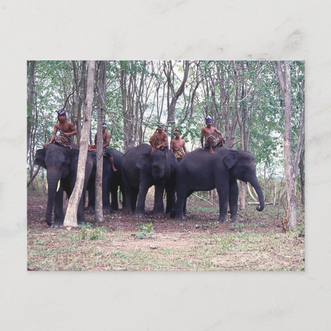 Cartão Postal Cartão-postal do Elefante Asiático (Frente)