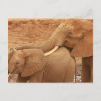 Cartão-postal do Elefante Bebê Bathing