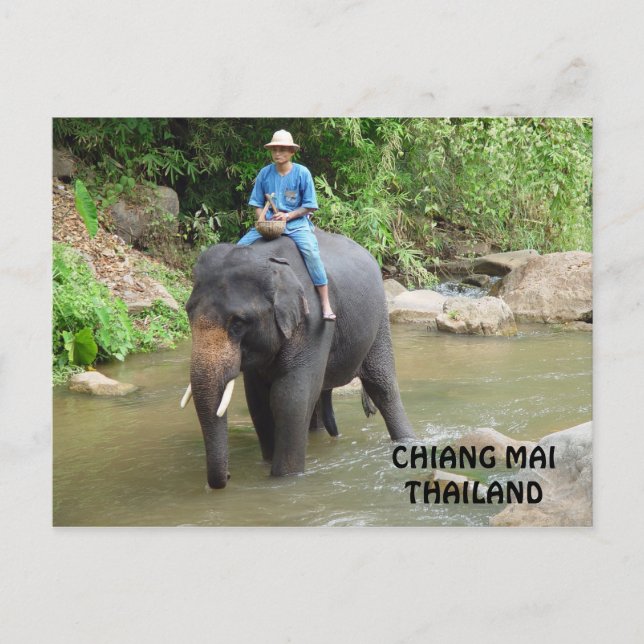Cartão Postal Cartão-postal do Elefante Chiang Mai (Frente)