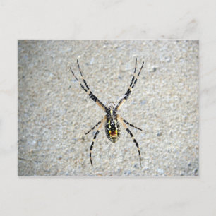 Cartão Postal Cartão-postal do escrevendo Spider