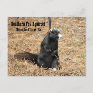 Cartão Postal Cartão-postal do Esquilo Fox do Sul