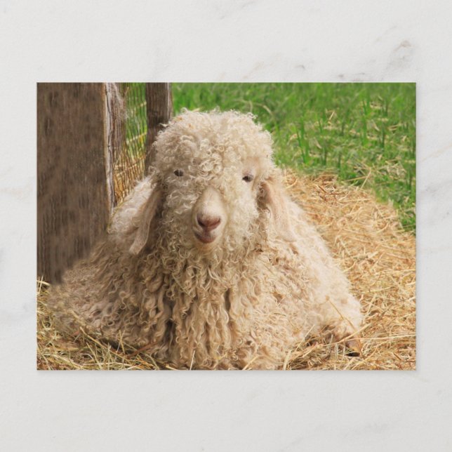 Cartão Postal Cartão-postal do felpudo Baby Angora Goat (Frente)