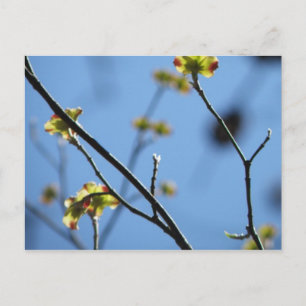 Cartão Postal Cartão-postal do Flor de Árvore