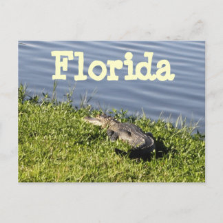Cartão Postal Cartão-postal do Florida Gator