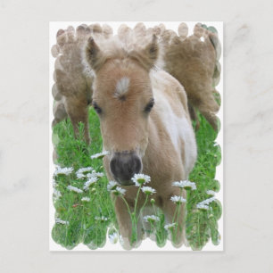 Cartão Postal Cartão-postal do Foal Smelling Daisies