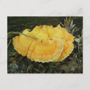 Cartão Postal Cartão-postal do Fungo do Suporte Laranja