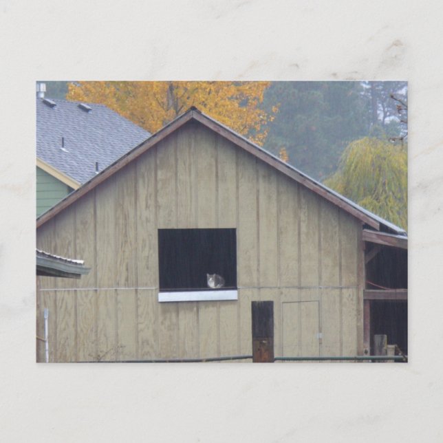 Cartão Postal Cartão-postal do Gatinho Barn (Frente)