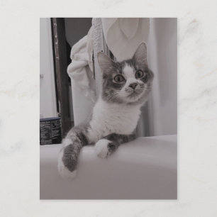Cartão Postal Cartão-postal do Gatinho Núbero Cute