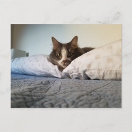 Cartão Postal Cartão-postal do Gatinho Núbero Cute