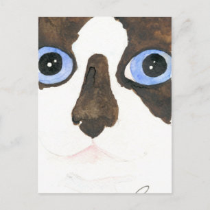 Cartão Postal Cartão-postal do gato de Snowshoe de olhos grande