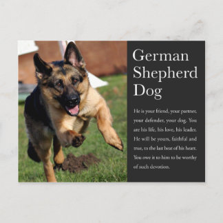 Cartão Postal Cartão-postal do german shepherd