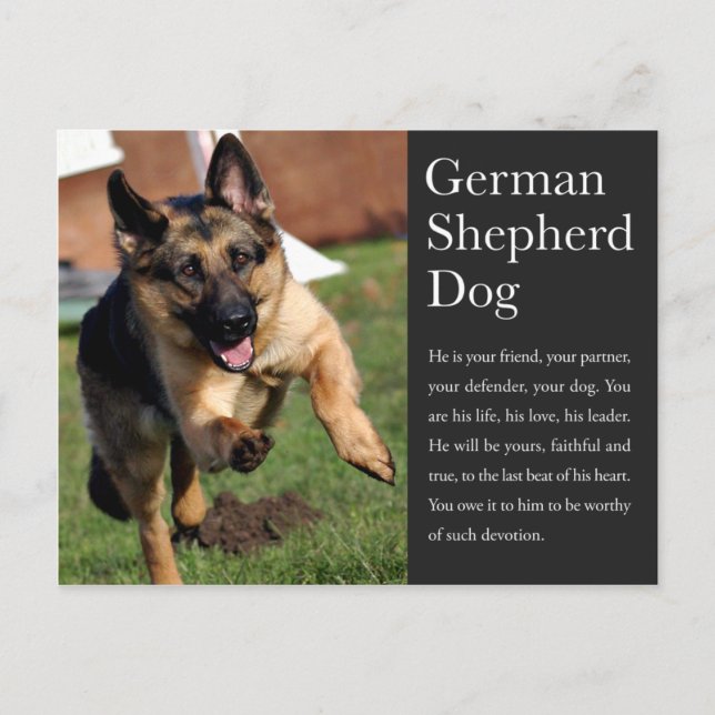 Cartão Postal Cartão-postal do german shepherd (Frente)