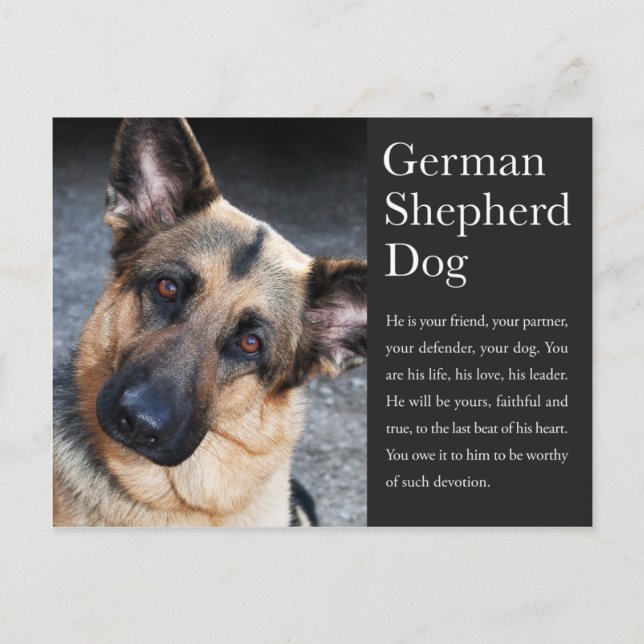 Cartão Postal Cartão-postal do german shepherd (Frente)