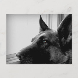 Cartão Postal Cartão-postal do german shepherd