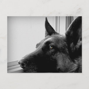 Cartão Postal Cartão-postal do german shepherd