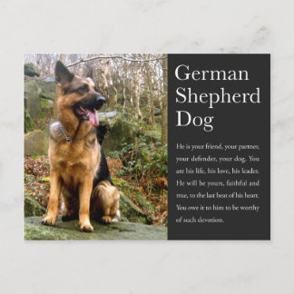 Cartão Postal Cartão-postal do german shepherd