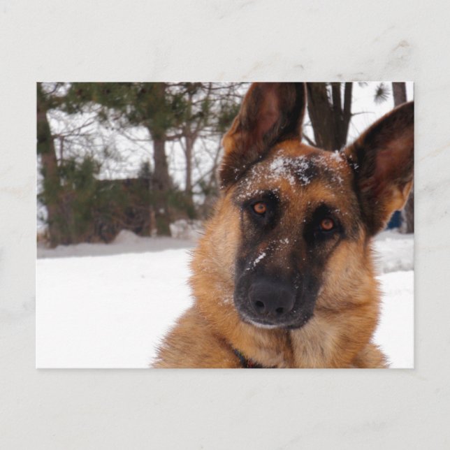 Cartão Postal Cartão-postal do german shepherd (Frente)