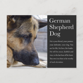 Cartão Postal Cartão-postal do german shepherd