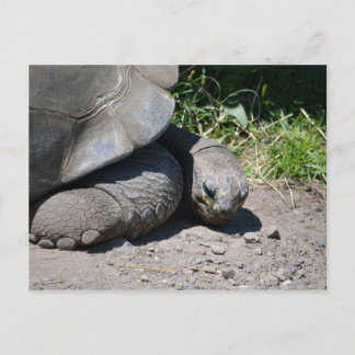 Cartão Postal Cartão-postal do Giant Tortoise Galápagos