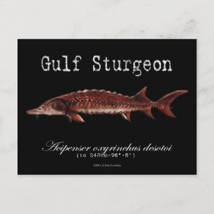 Cartão Postal Cartão-postal do Golfo Sturgeon-Black