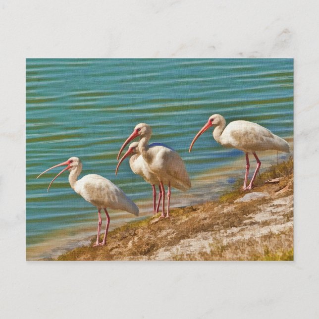 Cartão Postal Cartão-postal do Grupo Ibises (Frente)
