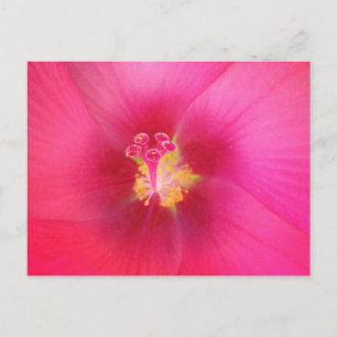Cartão Postal Cartão-postal do Hibiscus Rosa
