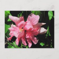 Cartão-postal do Hibiscus Rosa Duplo