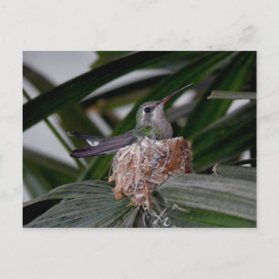 Cartão Postal Cartão-postal do Hummingbird