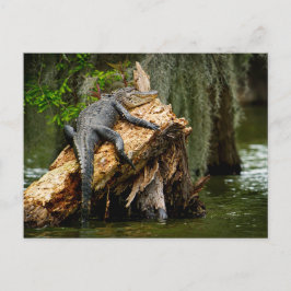 Cartão Postal Cartão-postal do jacaré preguiçoso de DeGruy