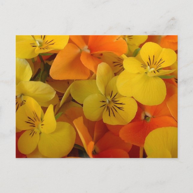 Cartão Postal Cartão-postal do Johnny Laranja e Amarelo (Frente)